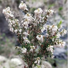 Erica arborea - Bruyère en arbre