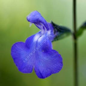 Salvia 'Bleu Victoria'- Sauge arbustive bleue