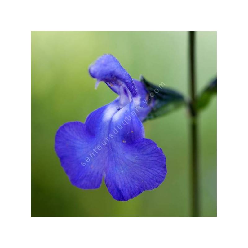 Salvia 'Bleu Victoria'- Sauge arbustive bleue