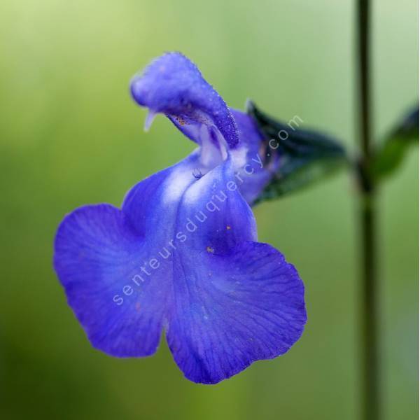 Salvia 'Bleu Victoria'- Sauge arbustive bleue