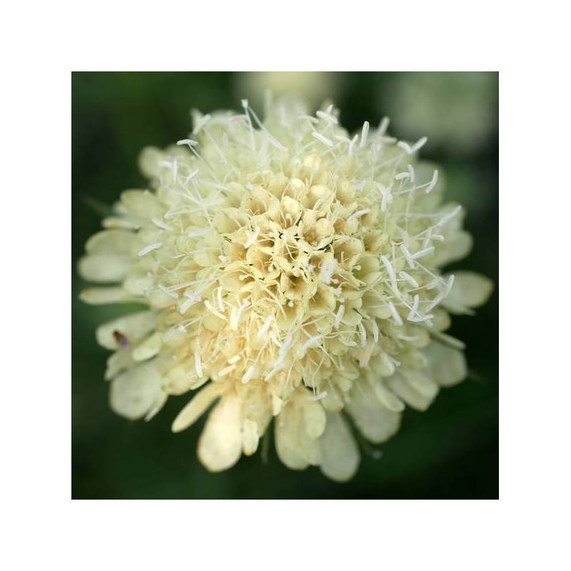 Scabiosa ochroleuca - Scabieuse jaune