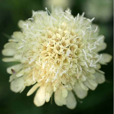 Scabiosa ochroleuca - Scabieuse jaune