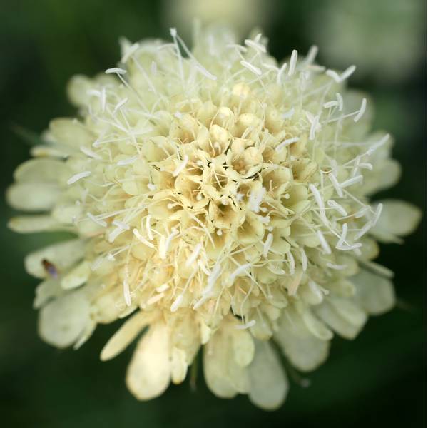 Scabiosa ochroleuca - Scabieuse jaune