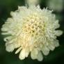 Scabiosa ochroleuca - Scabieuse jaune