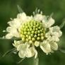 Scabiosa ochroleuca - Scabieuse jaune