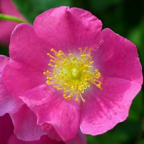Rosa x multiflora 'Maria Lisa' - Rosier grimpant rose