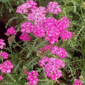 Achillea millefolium 'Heidi' - Achillée millefeuille à fleur rose lavande