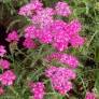 Achillea millefolium 'Heidi' - Achillée millefeuille à fleur rose lavande