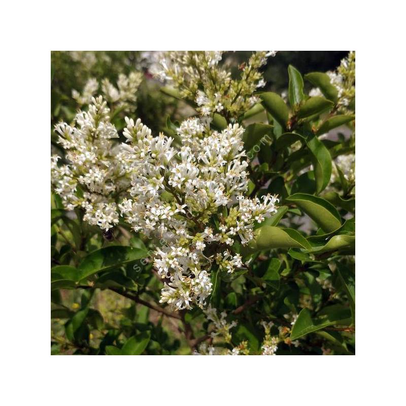 Ligustrum vulgare - Troène commun