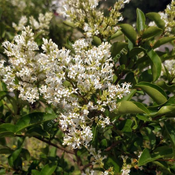 Ligustrum vulgare - Troène commun