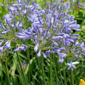 Agapanthus 'Columba' - Agapanthe bleu foncé