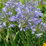 Agapanthus 'Columba' - Agapanthe bleu foncé