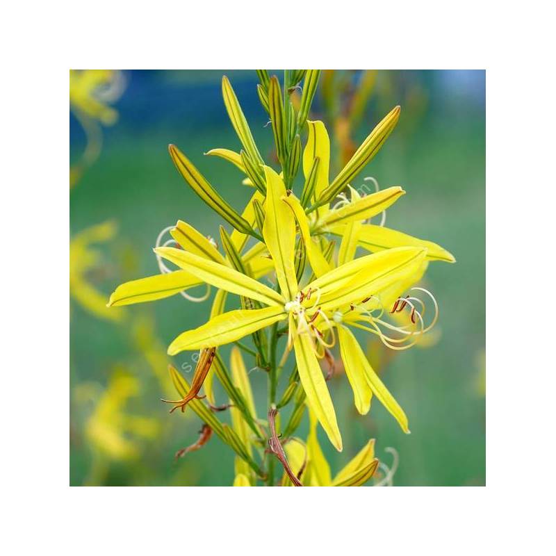 Asphodeline liburnica - Asphodèle