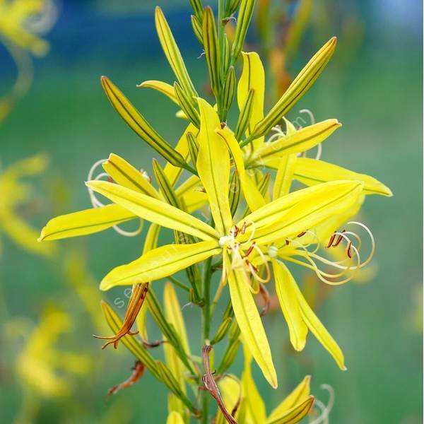 Asphodeline liburnica - Asphodèle