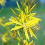 Asphodeline liburnica - Asphodèle