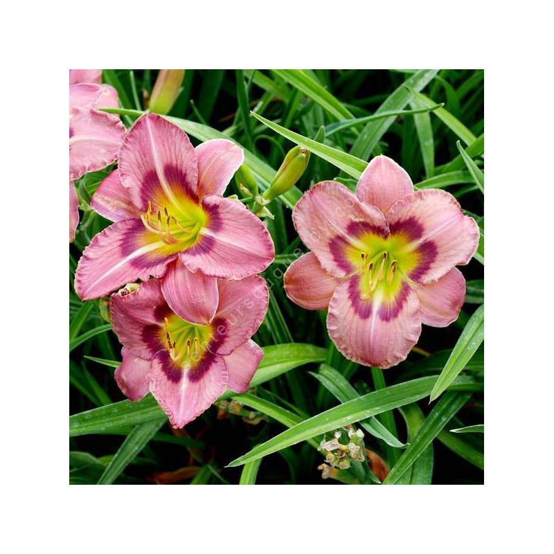 Hemerocallis 'Always Afternoon' - Hémérocalle rose