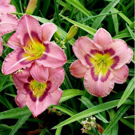 Hemerocallis 'Always Afternoon' - Hémérocalle rose