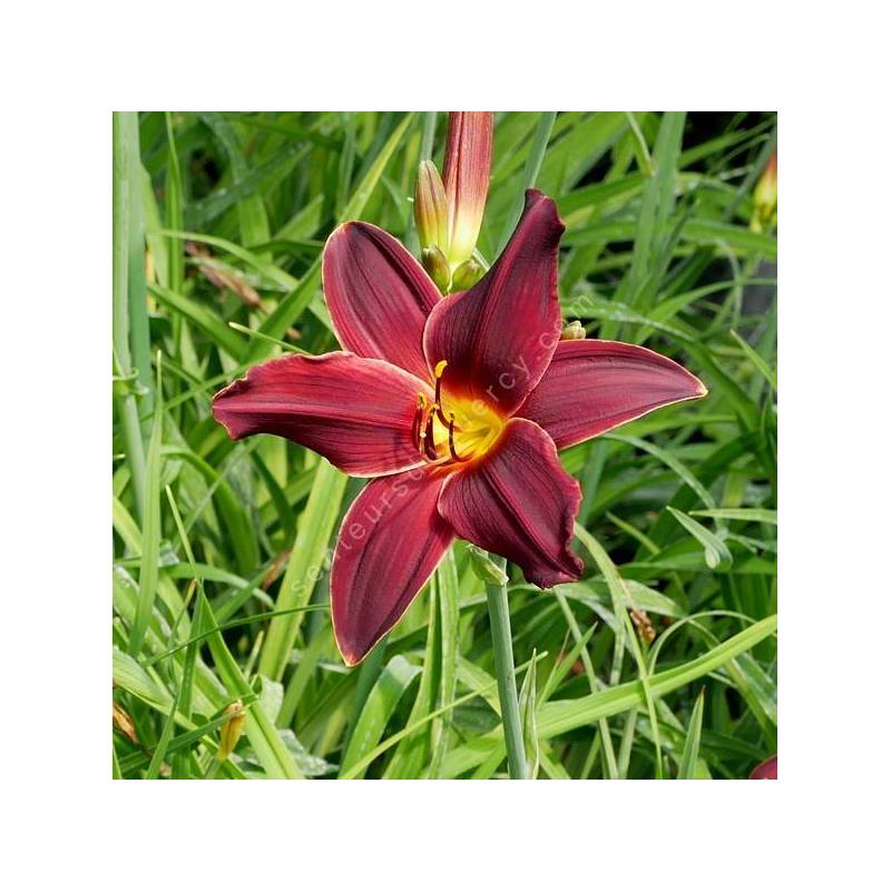 Hemerocallis 'Black Emanuelle' - Hémérocalle bordeaux noire