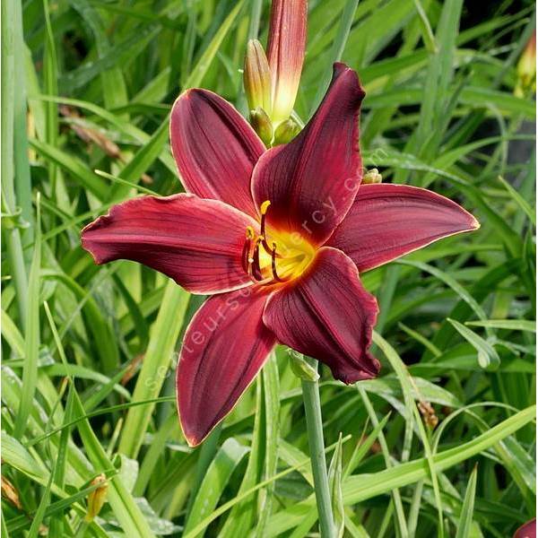 Hemerocallis 'Black Emanuelle' - Hémérocalle bordeaux noire Hemerocallis 'Black Emanuelle' - Hémérocalle bordeaux noire
