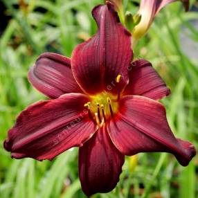 Hemerocallis 'Black Emanuelle' - Hémérocalle bordeaux noire