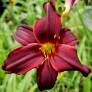 Hemerocallis 'Black Emanuelle' - Hémérocalle bordeaux noire Hemerocallis 'Black Emanuelle' - Hémérocalle bordeaux noire