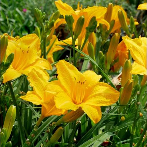 Hemerocallis ‘Golden Prize’, Hémérocalle, vente en ligne