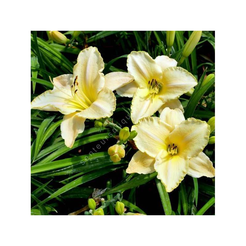 Hemerocallis 'White Temptation' - Hémérocalle blanc crème