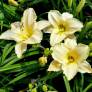 Hemerocallis 'White Temptation' - Hémérocalle blanc crème