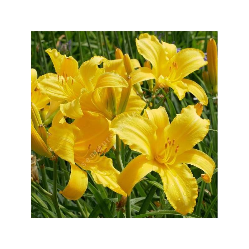 Hemerocallis 'Mary Todd' - Hémérocalle jaune