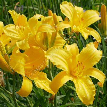 Hemerocallis 'Mary Todd' - Hémérocalle jaune