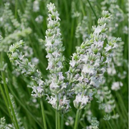 Lavandula x intermedia 'Goélands Argentés' - Lavandin blanc