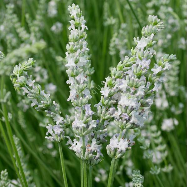 Lavandula x intermedia 'Goélands Argentés' - Lavandin blanc