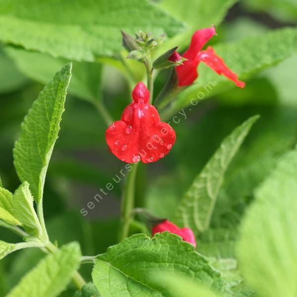 Salvia microphylla ''à grandes feuilles'' - Sauge de Graham Salvia microphylla ''à grandes feuilles'' - Sauge de Graham