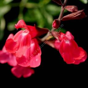 Salvia greggii 'Rouge à Lèvres' en fleurs rouge cerise