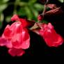 Salvia greggii 'Rouge à Lèvres' en fleurs rouge cerise