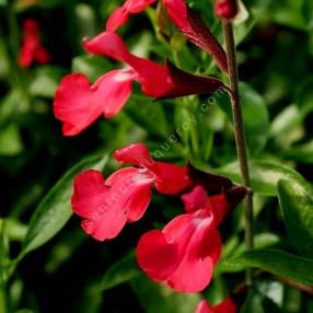 Sauge de Gregg rouge à longue floraison estivale