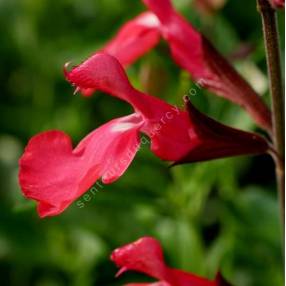 Fleurs rouges de Salvia greggii 'Rouge à Lèvres'