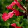 Fleurs rouges de Salvia greggii 'Rouge à Lèvres'