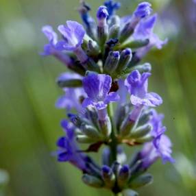 Lavandula angustifolia 'Cèdre Bleu' - Vraie Lavande