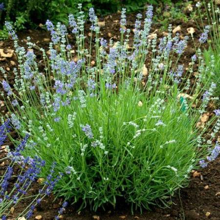 Lavandula angustifolia 'Cèdre Bleu' - Vraie Lavande