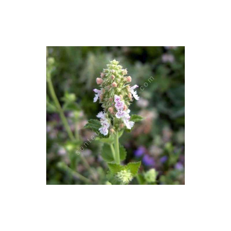 Nepeta cataria - Cataire citronnée