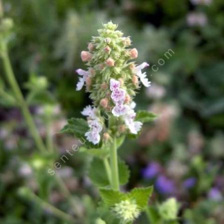 Nepeta cataria - Cataire citronnée