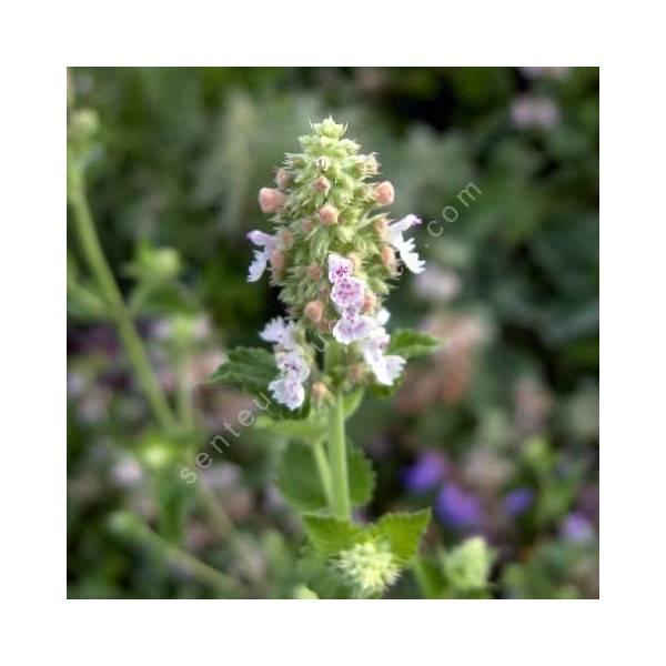 Nepeta cataria 'Citriodora' - Cataire citronnée Nepeta cataria 'Citriodora' - Cataire citronnée