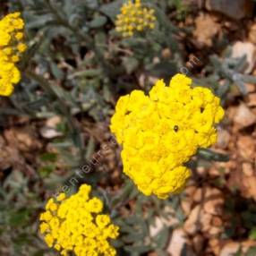 Achillea tomentosa - Achillée tomenteuse