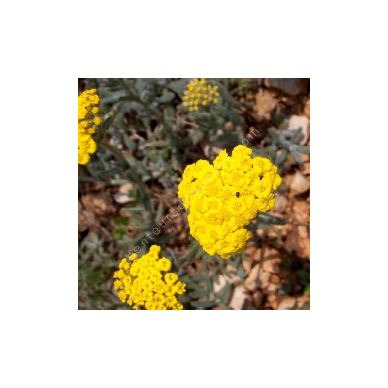 Achillea tomentosa - Achillée tomenteuse