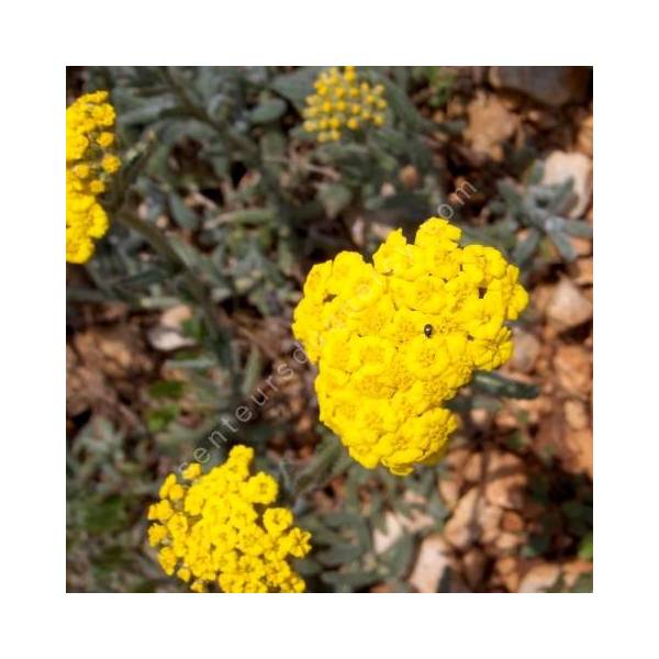 Achillea tomentosa - Achillée tomenteuse