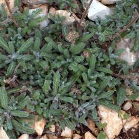 Achillea tomentosa - Achillée tomenteuse - feuillage