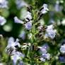 Calamintha nepeta 'Nuage Bleu' - Calament à fleurs bleues
