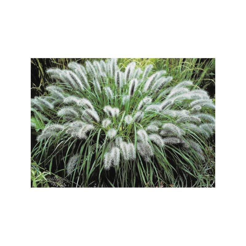 Pennisetum alopecuroides 'Moudry' - Herbe aux écouvillons