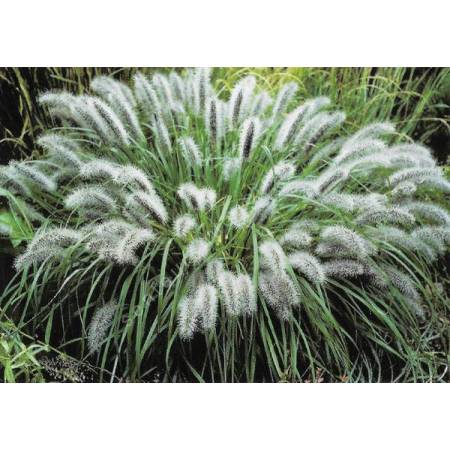Pennisetum alopecuroides 'Moudry' - Herbe aux écouvillons